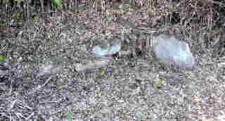 �������Õ���